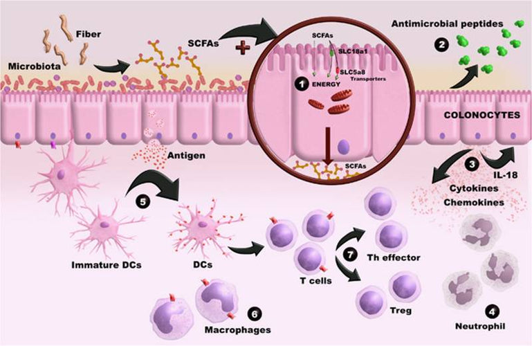 Prebiotics for Immune Health