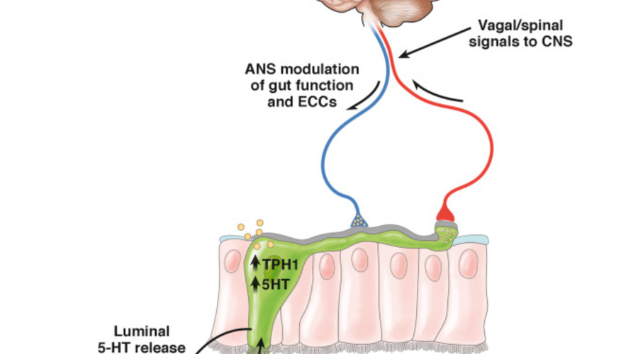 The Gut-Microbiome-Brain Axis